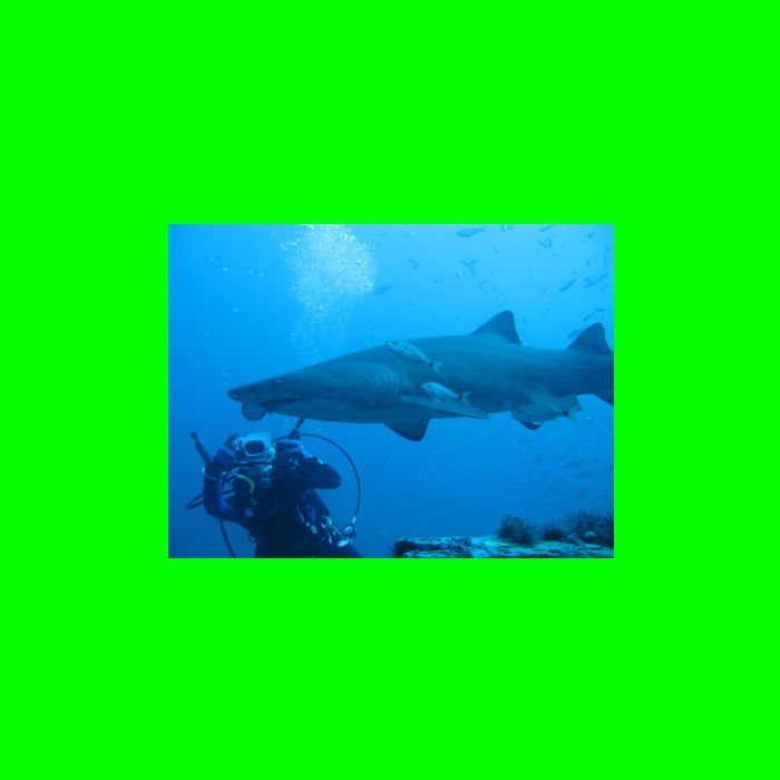 Dive NC 4-Jul-09_594 Shark-8.jpg
